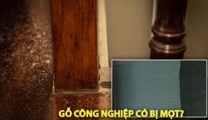 Gỗ Công Nghiệp Có Bị Mối ăn Không